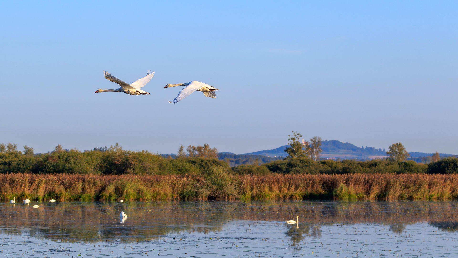 Federsee